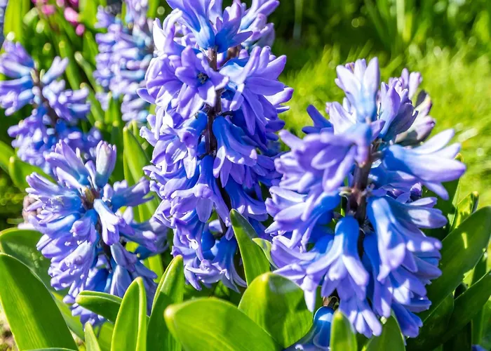 Near Каллантсог